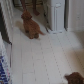 ごはんですよ～の画像