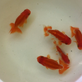 らんちゅう当歳の画像