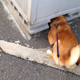 コンテナの下が気になるくまの画像