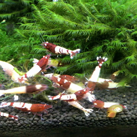 少し遊びます。の画像