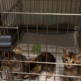 今日の子猫たち。の画像