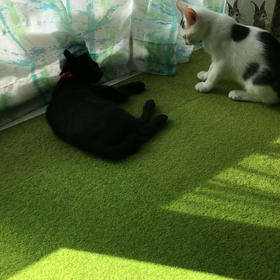 ジャイ子の画像