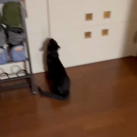 おもち、10秒の妙技。の画像