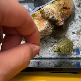 みてください！この速さの画像