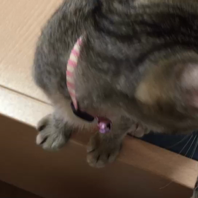 ネネちゃんの近況の画像