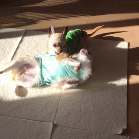 ふたり仲良しの画像