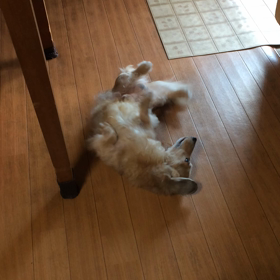 2016/05/13  ちょっとだけよーの画像