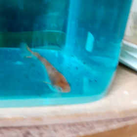 食べ過ぎちゃったのね(笑)の画像