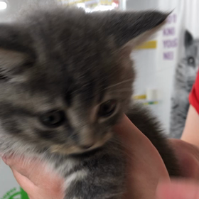 ☆持ち越し☆の画像