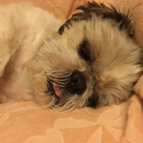 おやすみなさいの画像