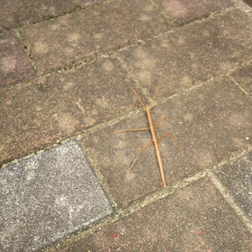 びっくりの画像