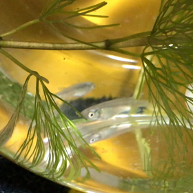 めだかちゃん動画②の画像