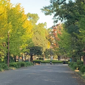 記録会 女子Cグループ⑤の画像