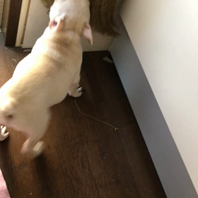 今日のふみ君！ 得体の知れないものとの戦い！の画像