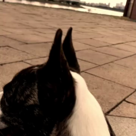 葛西臨海公園(^^)散歩 黄昏愛娘ティナの画像