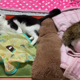 その後のガタオの画像