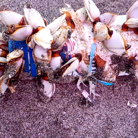 あみが捕まえて来たもの　その1の画像