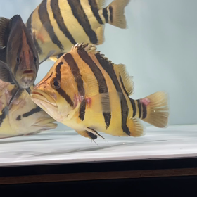 スーパーイエローゴールデン！！リアルバンド！の画像