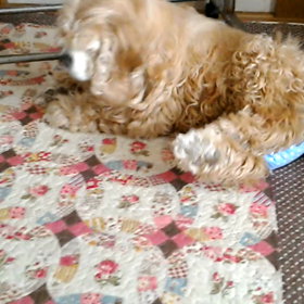 愛犬の紹介です❤の画像