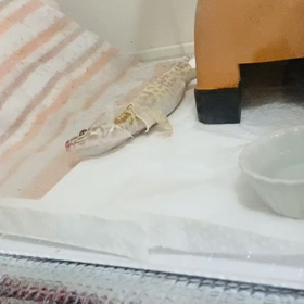 カムちゃん　脱皮一人で頑張ってるの画像