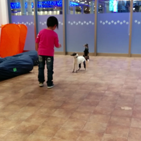 ラピはしゃぐの画像