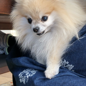 膝の上のフーの画像