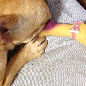 でぃぷきすの画像