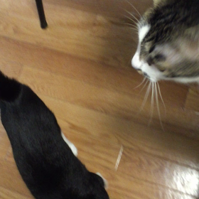 ばんごはんの画像