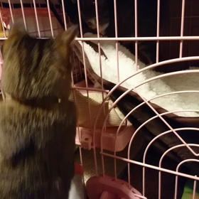 女の子どうしのバトル続きの画像