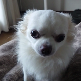 何でもアリ！の画像