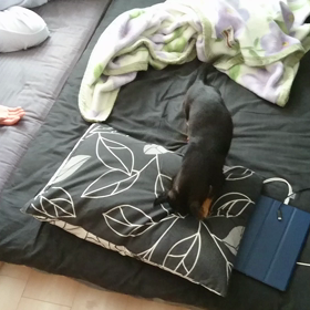 朝から大乱舞の画像