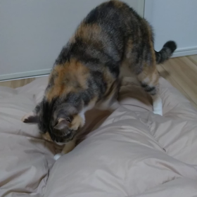 こんぶVSの画像