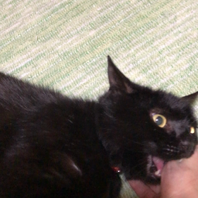 武蔵くん、おNEW首輪の画像