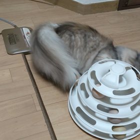 遊ぶにゃの画像