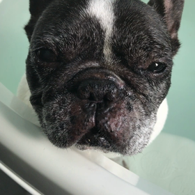 水風呂につかる犬の画像