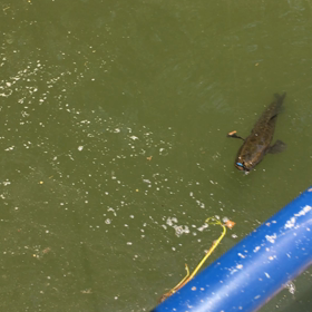 今日のバス釣りの画像