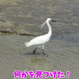 すぎぴたんの事件簿　シーズン２　２５２話（お食事中のコサギたん）の画像