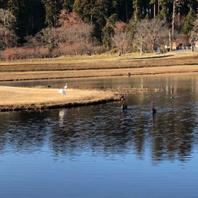 コサギのタイムリプスだったが…の画像