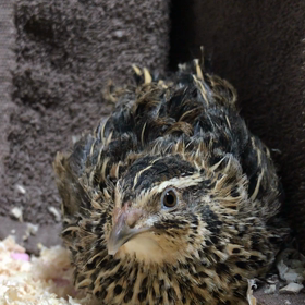 病院での診察結果の画像