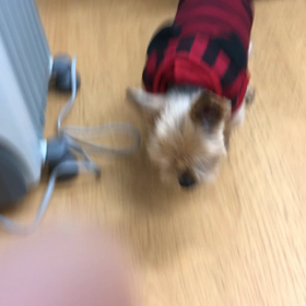 可愛い過ぎだろ。の画像