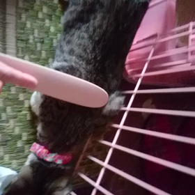 心春とねこじゃすりの画像