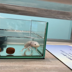 眼鏡を作りに行って発覚した目の病気の画像