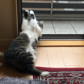 暴れる幸の画像