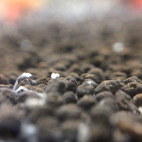 三週間経ちましたの画像