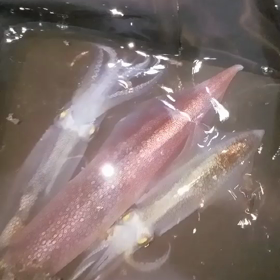 N氏烏賊動画。の画像