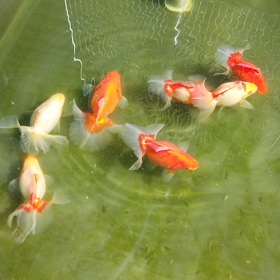 土佐錦魚追尾開始の画像