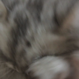 グルーミングの画像