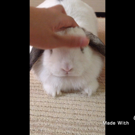 部屋んぽの画像