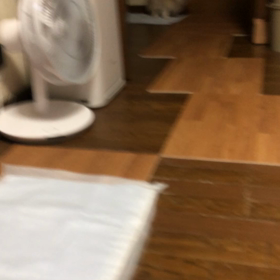 今日のコロの画像