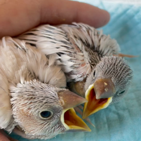 ライトシルバー文鳥さん販売開始します！！の画像